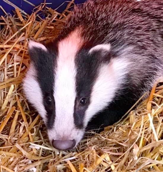 Badger Rescue - Wild Life Sanctuary