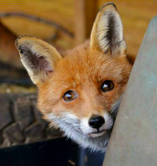 Fox Rescue - Wild Life