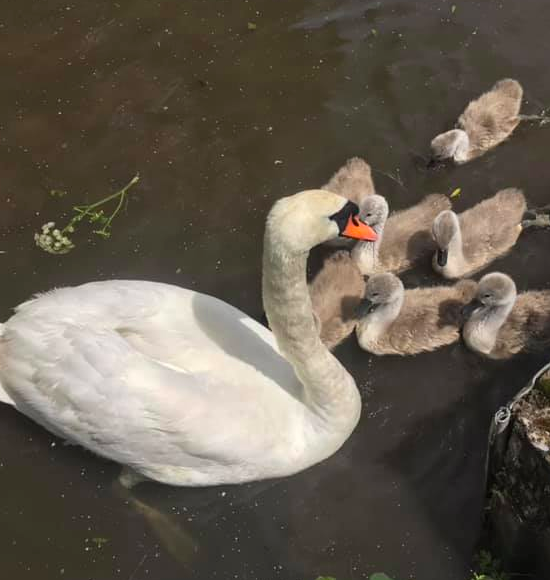 Swans Rescue - Wild Life